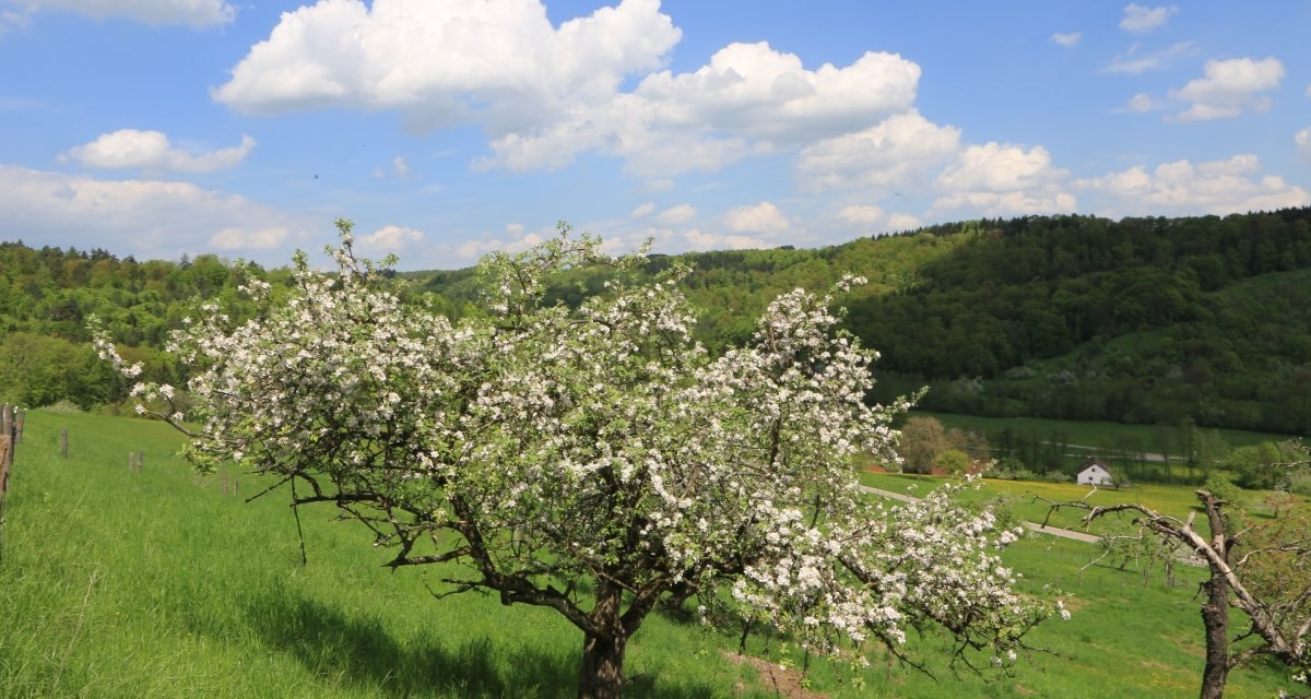 Ein blühender Baum steht auf einer grünen Wiese, umgeben von sanften Hügeln und einem blauen Himmel mit weißen Wolken., © Stadt Schorndorf Ein blühender Baum steht auf einer grünen Wiese, umgeben von sanften Hügeln und einem blauen Himmel mit weißen Wolken., © Stadt Schorndorf