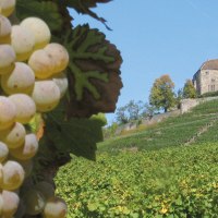 Weintrauben im Vordergrund, dahinter die Burg Lichtenberg auf einem Hügel mit Weinreben und blauem Himmel., © Stuttgart-Marketing GmbH