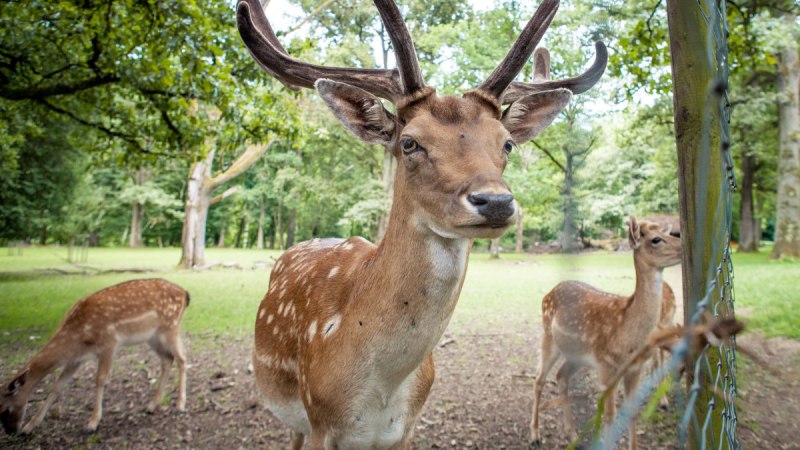Ein Damhirsch mit Geweih im Wildgehege Markwasen, umgeben von Bäumen und zwei weiteren Hirschen im Hintergrund., © hochgehberge