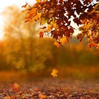 Bunte Herbstbl&auml;tter h&auml;ngen von einem Baum, w&auml;hrend ein Blatt zu Boden f&auml;llt. Der Hintergrund ist unscharf und zeigt eine herbstliche Landschaft., &copy; Stadt G&ouml;ppingen