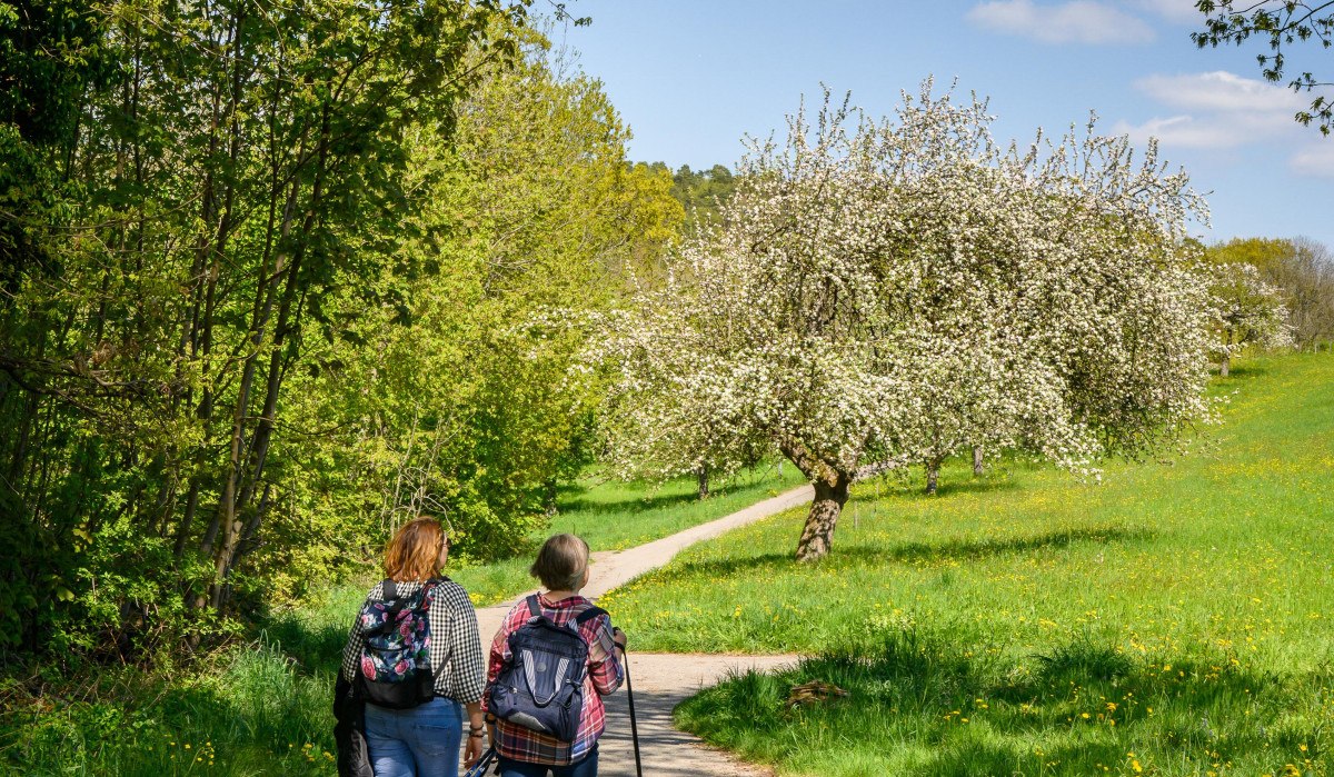 Zwei Personen mit Rucksäcken und einem Hund spazieren auf einem Weg durch eine grüne Landschaft mit blühenden Bäumen unter blauem Himmel., © Stadtverwaltung Winnenden Zwei Personen mit Rucksäcken und einem Hund spazieren auf einem Weg durch eine grüne Landschaft mit blühenden Bäumen unter blauem Himmel., © Stadtverwaltung Winnenden