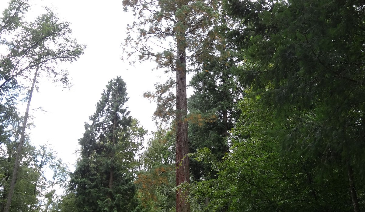 Ein hoher Mammutbaum steht in einem dichten Wald. Ein schmaler Weg und eine Bank sind im Vordergrund sichtbar., © Nürtingen - Stuttgart-Marketing GmbH