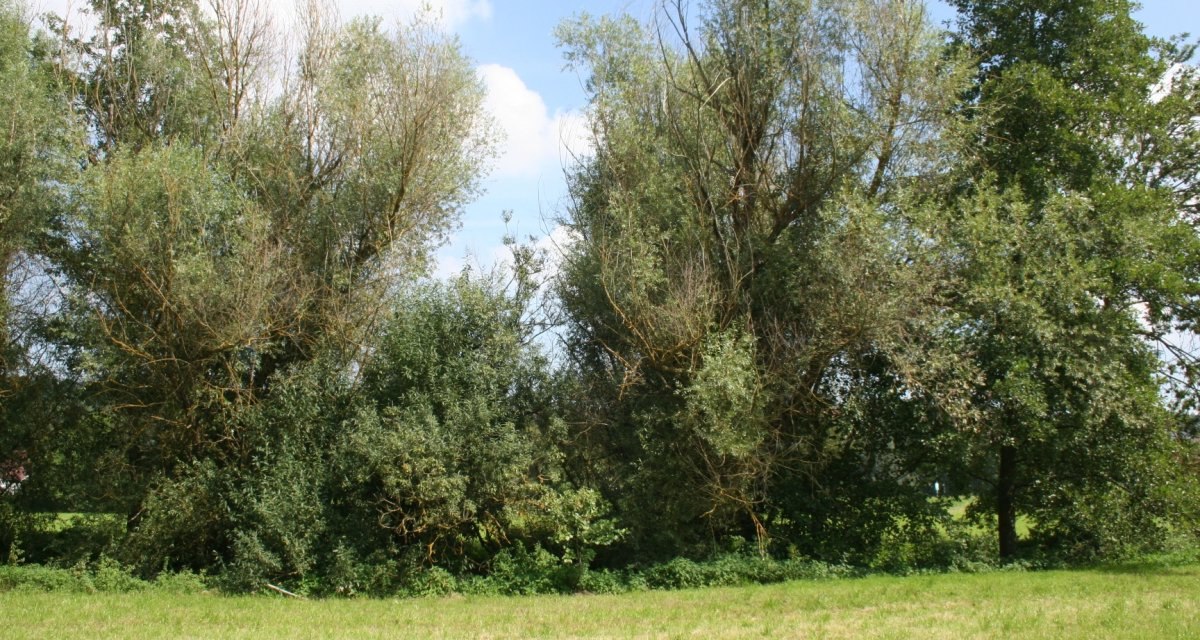 Grüne Wiese mit hohen Bäumen im Hintergrund, blauer Himmel mit Wolken., © Natur.Nah. Schönbuch & Heckengäu Grüne Wiese mit hohen Bäumen im Hintergrund, blauer Himmel mit Wolken., © Natur.Nah. Schönbuch & Heckengäu