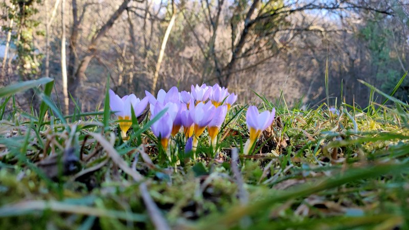 Lila Krokusse blühen im Gras, umgeben von kahlen Bäumen im Hintergrund. Die Sonne scheint durch die Äste., © SMG