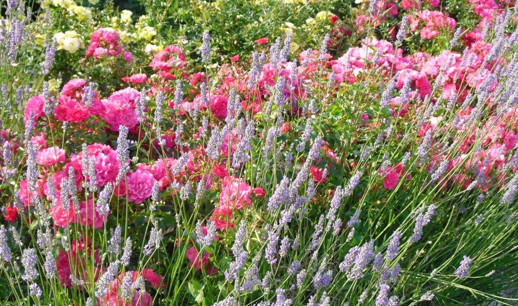 Ein bunter Garten mit rosa Rosen und Lavendel im Vordergrund, gelbe und rote Blumen im Hintergrund., © TOMAS Ein bunter Garten mit rosa Rosen und Lavendel im Vordergrund, gelbe und rote Blumen im Hintergrund., © TOMAS