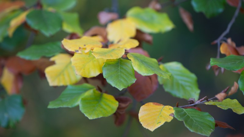 Bunte Herbstblätter in Gelb, Grün und Braun an einem Ast, unscharfer Hintergrund., © Stadtmarketing Sindelfingen Bunte Herbstblätter in Gelb, Grün und Braun an einem Ast, unscharfer Hintergrund., © Stadtmarketing Sindelfingen