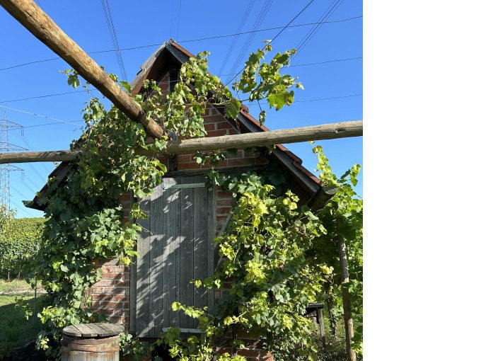 ERLEBNISWOCHENENDE - Picknick an der Scheuer beim Weingut H&auml;u&szlig;ermann, &copy; WTM GmbH Waiblingen