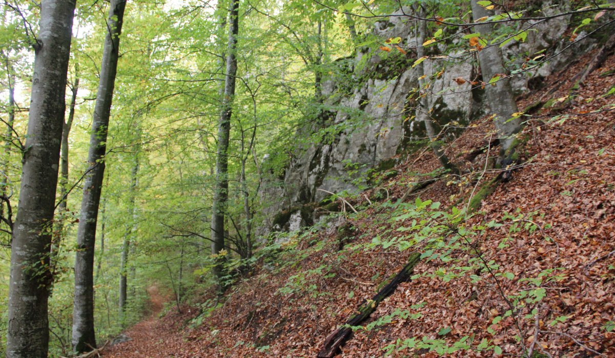 Ein schmaler Waldweg führt durch einen herbstlichen Wald mit Laub am Boden und Felsen an der Seite., © Bad Urach Tourismus Ein schmaler Waldweg führt durch einen herbstlichen Wald mit Laub am Boden und Felsen an der Seite., © Bad Urach Tourismus