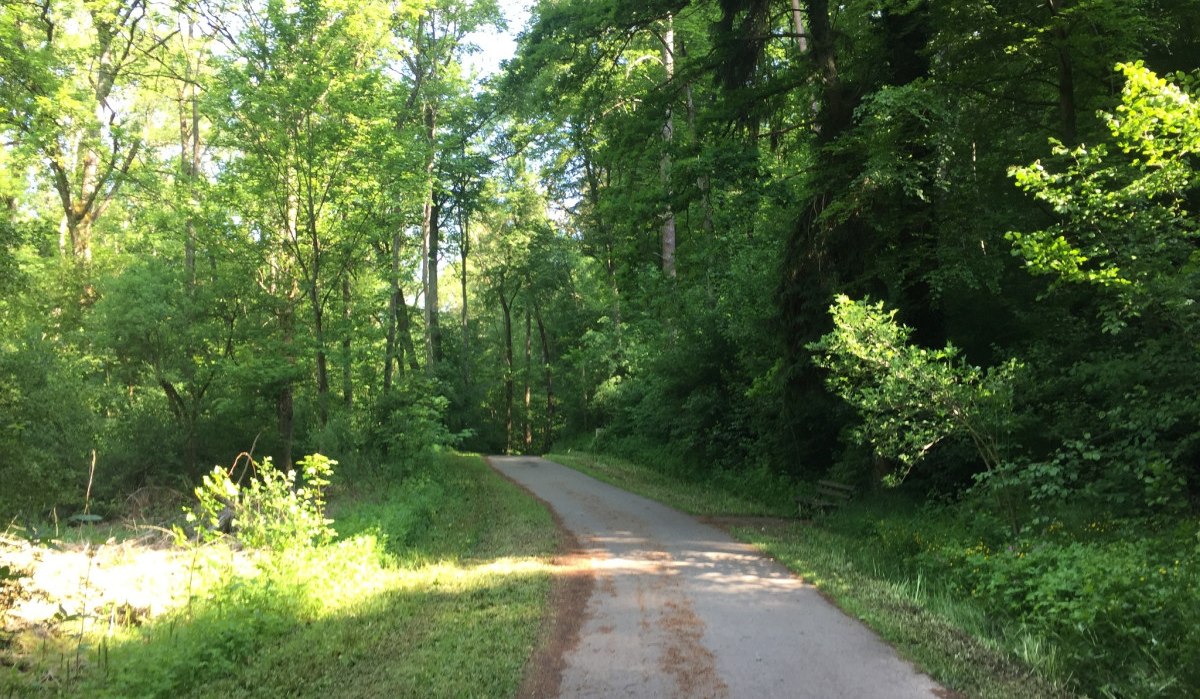 Ein schmaler Weg führt durch einen dichten, grünen Wald. Sonnenlicht fällt durch das Laub und beleuchtet den Pfad., © www.pro-cycl.de Ein schmaler Weg führt durch einen dichten, grünen Wald. Sonnenlicht fällt durch das Laub und beleuchtet den Pfad., © www.pro-cycl.de