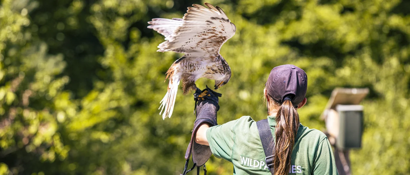 Bei der Vogelshow im Wildtierparadies Cleebronn landet ein Greifvogel auf dem Arm einer Falknerin vor gr&uuml;nem Hintergrund., &copy; SMG, Sarah Schmid
