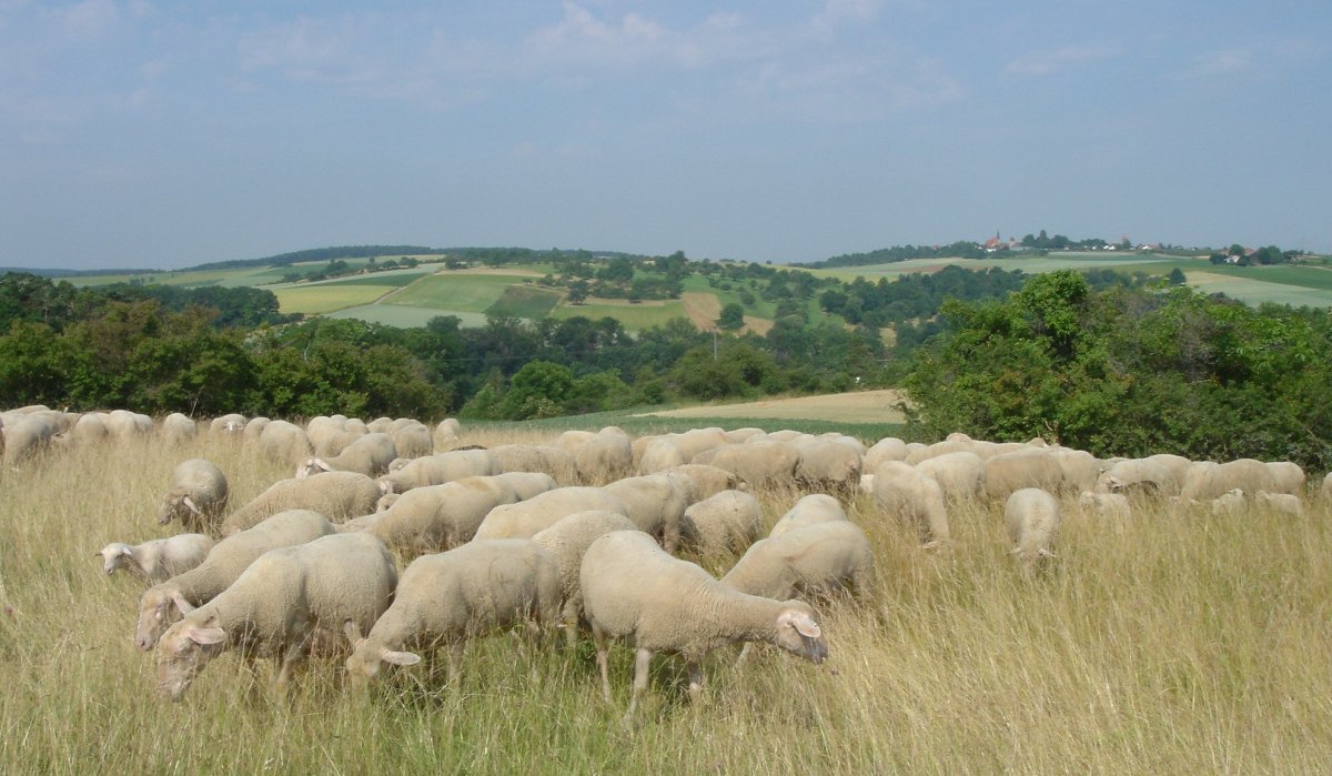 Schafherde auf einer Wiese, im Hintergrund hügelige Landschaft und das Dorf Nussdorf., © Land der 1000 Hügel - Kraichgau-Stromberg Schafherde auf einer Wiese, im Hintergrund hügelige Landschaft und das Dorf Nussdorf., © Land der 1000 Hügel - Kraichgau-Stromberg