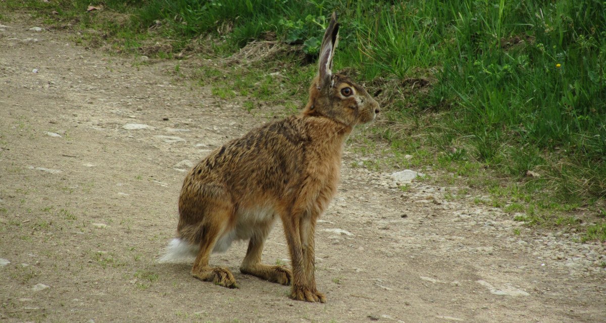 Ein Hase sitzt aufmerksam auf einem Feldweg, umgeben von grünem Gras.