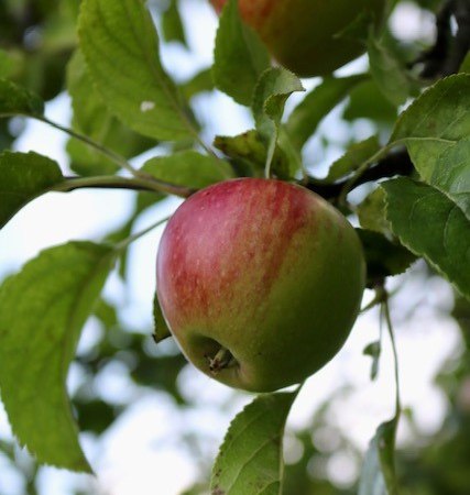 Ein rot-grüner Apfel hängt an einem Baum, umgeben von grünen Blättern. Der Himmel ist im Hintergrund leicht sichtbar., © Bad Urach Tourismus Ein rot-grüner Apfel hängt an einem Baum, umgeben von grünen Blättern. Der Himmel ist im Hintergrund leicht sichtbar., © Bad Urach Tourismus