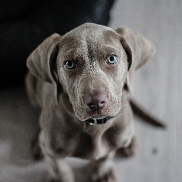 Ein grauer Hund mit blauen Augen sitzt auf einem Holzboden und schaut aufmerksam in die Kamera., © Hotel Gloria GmbH Restaurant Möhringer Hexle Ein grauer Hund mit blauen Augen sitzt auf einem Holzboden und schaut aufmerksam in die Kamera., © Hotel Gloria GmbH Restaurant Möhringer Hexle