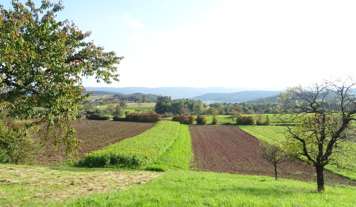 Grüne Felder und Bäume unter blauem Himmel, mit Hügeln im Hintergrund. Ein Baum links im Vordergrund., © Stadt Schorndorf Grüne Felder und Bäume unter blauem Himmel, mit Hügeln im Hintergrund. Ein Baum links im Vordergrund., © Stadt Schorndorf