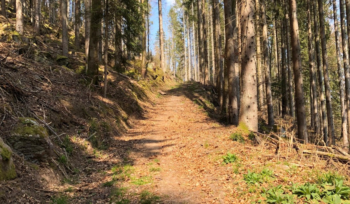 Ein Waldweg, bedeckt mit Laub, führt durch hohe Bäume. Sonnenlicht fällt durch die Äste und beleuchtet den Pfad., © Nördlicher Schwarzwald Ein Waldweg, bedeckt mit Laub, führt durch hohe Bäume. Sonnenlicht fällt durch die Äste und beleuchtet den Pfad., © Nördlicher Schwarzwald