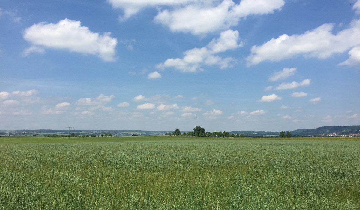 Ein weites Getreidefeld erstreckt sich unter einem blauen Himmel mit weißen Wolken. Im Hintergrund sind Hügel und Bäume zu sehen., © www.pro-cycl.de
