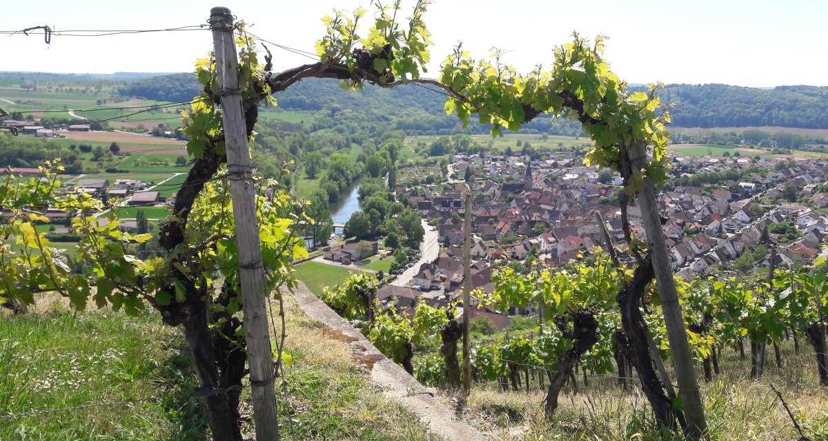 Weinreben auf einem Hügel mit Blick auf ein Dorf und einen Fluss in einer grünen Landschaft., © Land der 1000 Hügel - Kraichgau-Stromberg Weinreben auf einem Hügel mit Blick auf ein Dorf und einen Fluss in einer grünen Landschaft., © Land der 1000 Hügel - Kraichgau-Stromberg