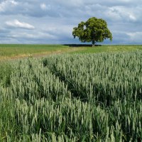 Ein einzelner Baum auf einem Feldweg, umgeben von grünen Getreidefeldern unter einem bewölkten Himmel., © Landkreis Göppingen