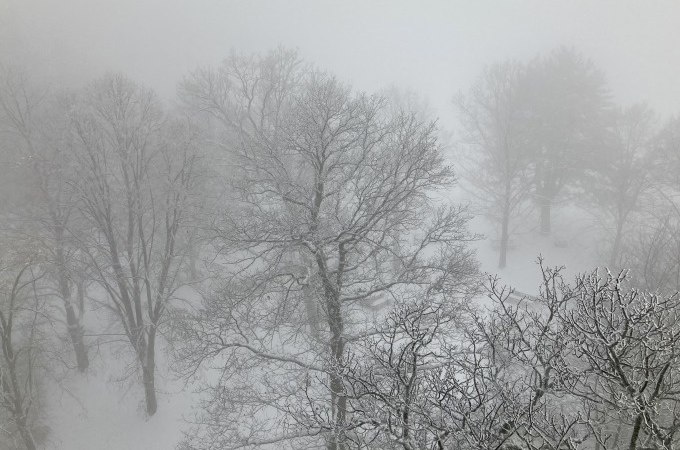 Verschneite Bäume in einem nebligen Winterwald, die Äste sind mit Schnee bedeckt und die Sicht ist durch den Nebel eingeschränkt., © WTM GmbH Waiblingen