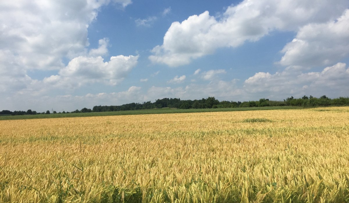 Weites Getreidefeld unter blauem Himmel mit weißen Wolken, umgeben von Bäumen am Horizont., © www.pro-cycl.de