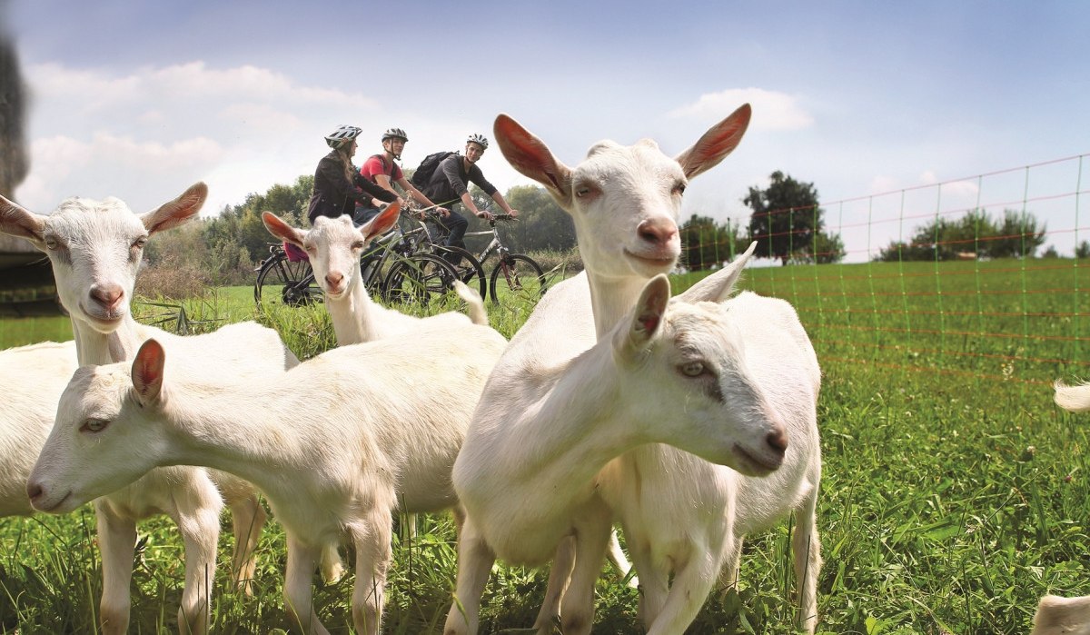 Weiße Ziegen stehen auf einer grünen Wiese, während im Hintergrund Radfahrer auf einem Weg vorbeifahren., © Natur.Nah. Schönbuch & Heckengäu