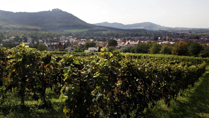 Weinlese in den Weinbergen Beuren, © Gemeinde Beuren