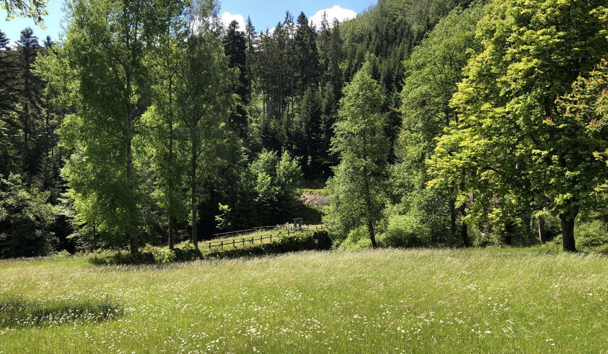 Grüne Wiese mit blühenden Blumen, umgeben von hohen Bäumen und dichtem Wald im Hintergrund. Der Himmel ist klar und blau., © Nördlicher Schwarzwald Grüne Wiese mit blühenden Blumen, umgeben von hohen Bäumen und dichtem Wald im Hintergrund. Der Himmel ist klar und blau., © Nördlicher Schwarzwald