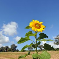 Eine Sonnenblume ragt vor einem blauen Himmel mit weißen Wolken hervor, im Hintergrund ein Feld und Bäume., © Landratsamt Göppingen Eine Sonnenblume ragt vor einem blauen Himmel mit weißen Wolken hervor, im Hintergrund ein Feld und Bäume., © Landratsamt Göppingen