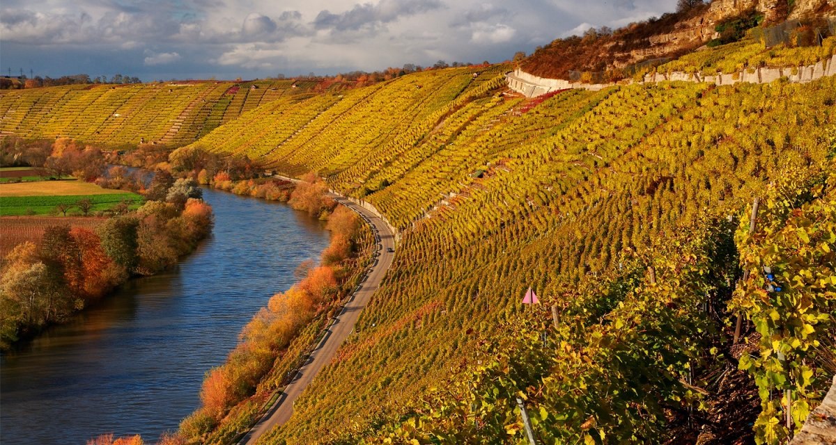Goldene Weinberge erstrecken sich entlang des Neckars. Eine Stra&szlig;e schl&auml;ngelt sich durch die herbstliche Landschaft, die von bunten B&auml;umen ges&auml;umt ist., &copy; Felsengartenkellerei Besigheim eG