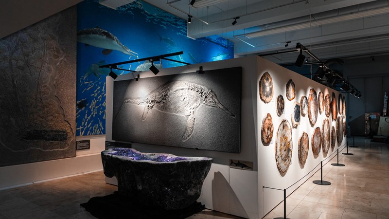 Museumsausstellung mit Fossilien an der Wand und einer gro&szlig;en Wandmalerei eines Meereslebewesens. Beleuchtung betont die Exponate., &copy; Tobias Tropper