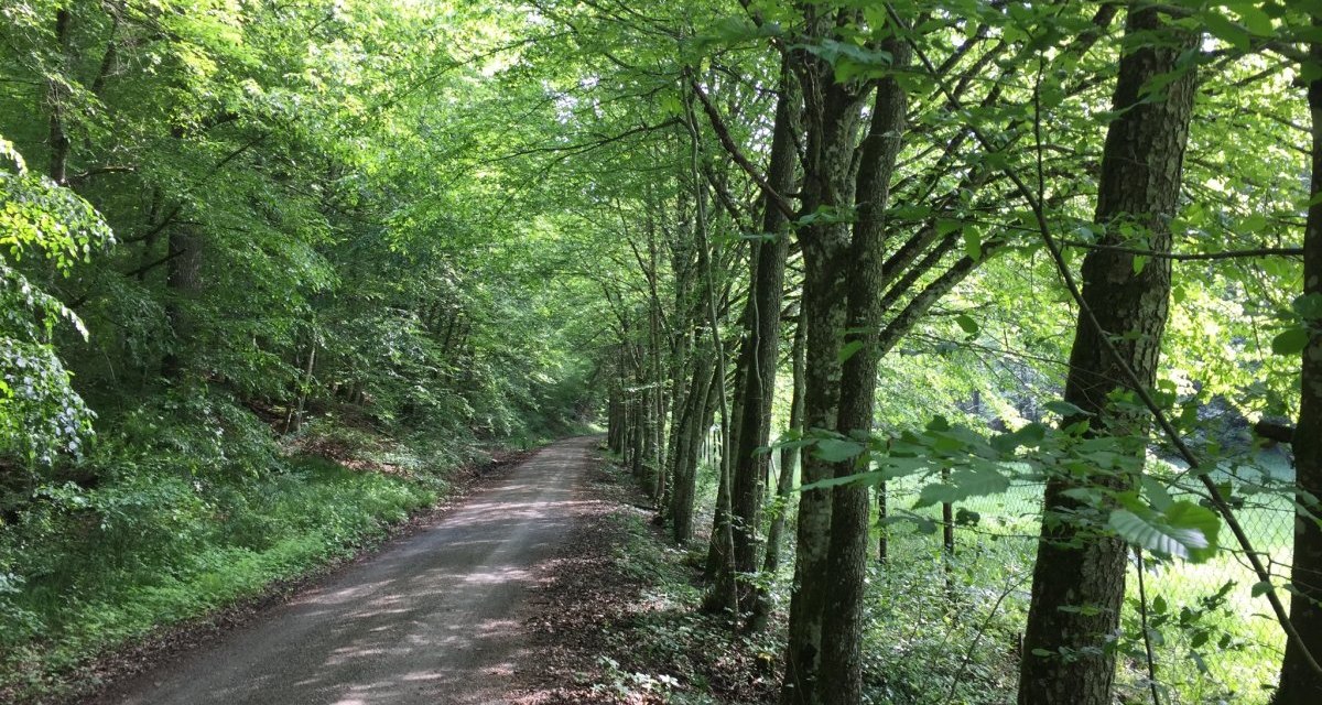 Ein schmaler Weg führt durch einen dichten Wald, umgeben von hohen Bäumen und grünem Laub, das ein schattiges Blätterdach bildet., © www.pro-cycl.de Ein schmaler Weg führt durch einen dichten Wald, umgeben von hohen Bäumen und grünem Laub, das ein schattiges Blätterdach bildet., © www.pro-cycl.de