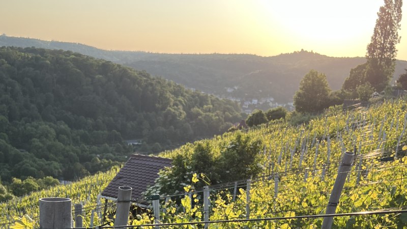 Ein Weinberg am Schimmelh&uuml;ttenweg bei Sonnenuntergang. Im Hintergrund sind bewaldete H&uuml;gel und ein kleines Haus zu sehen., &copy; weinvomhaigst