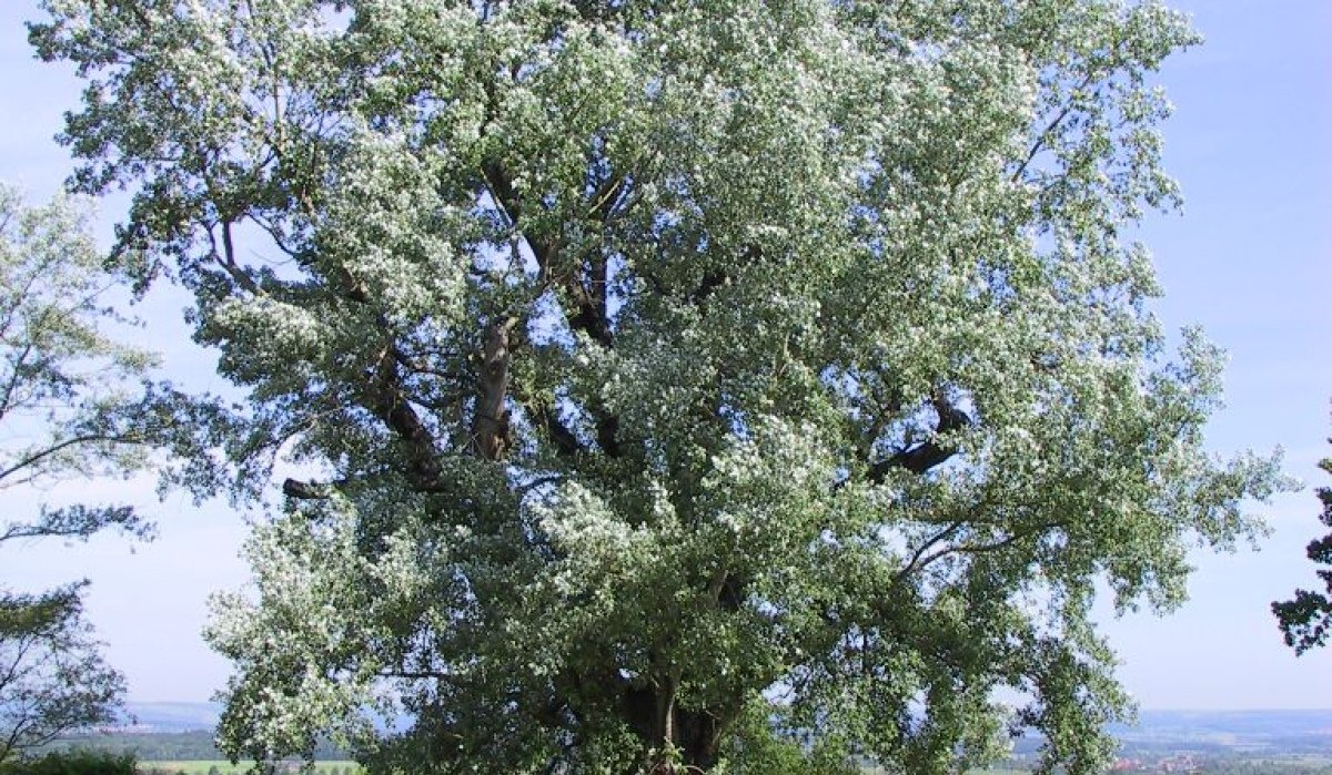 Eine große Silberpappel steht auf einer grünen Wiese unter blauem Himmel. Im Hintergrund sind eine Straße und eine Stadt zu sehen., © Landkreis Göppingen