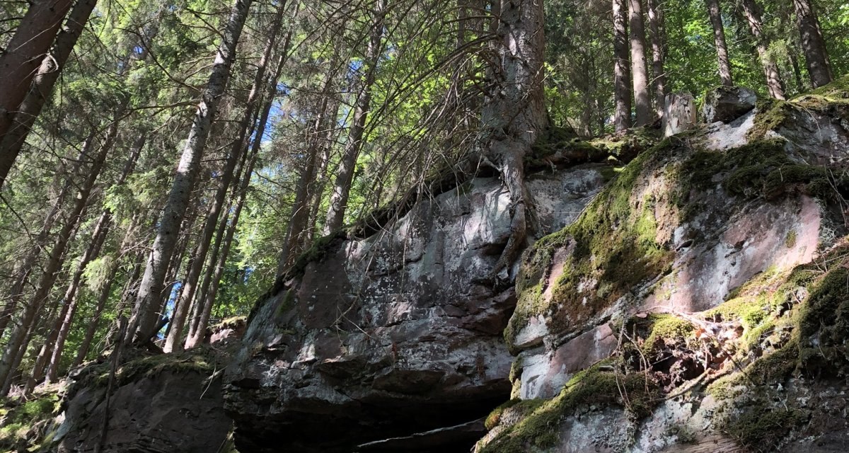 Moosbewachsene Felsen im Wald, umgeben von hohen Bäumen, die in den blauen Himmel ragen. Sonnenlicht fällt durch das Blätterdach., © Nördlicher Schwarzwald Moosbewachsene Felsen im Wald, umgeben von hohen Bäumen, die in den blauen Himmel ragen. Sonnenlicht fällt durch das Blätterdach., © Nördlicher Schwarzwald