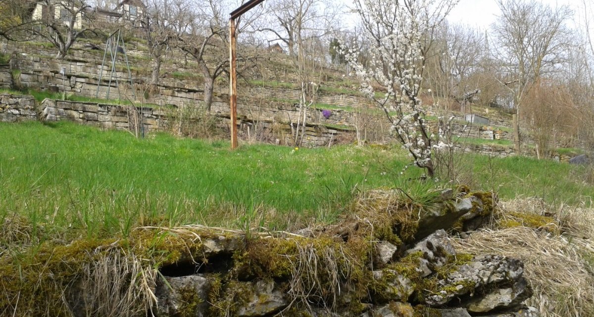 Ein terrassierter Garten mit Steinmauern, einem blühenden Baum und grüner Wiese. Im Hintergrund sind kahle Bäume und eine kleine Hütte zu sehen., © Natur.Nah. Schönbuch & Heckengäu Ein terrassierter Garten mit Steinmauern, einem blühenden Baum und grüner Wiese. Im Hintergrund sind kahle Bäume und eine kleine Hütte zu sehen., © Natur.Nah. Schönbuch & Heckengäu