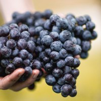 Hände halten frisch geerntete, dunkelviolette Trauben mit Wassertropfen. Der Hintergrund ist unscharf und grünlich., © © Weingut Schwarz Hände halten frisch geerntete, dunkelviolette Trauben mit Wassertropfen. Der Hintergrund ist unscharf und grünlich., © © Weingut Schwarz