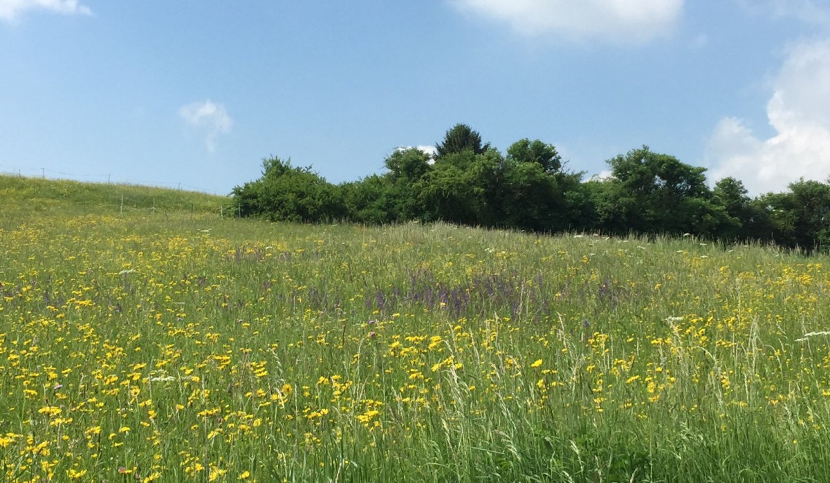 Eine blühende Wiese mit gelben Blumen und grünem Gras unter einem klaren blauen Himmel mit wenigen Wolken., © www.pro-cycl.de Eine blühende Wiese mit gelben Blumen und grünem Gras unter einem klaren blauen Himmel mit wenigen Wolken., © www.pro-cycl.de