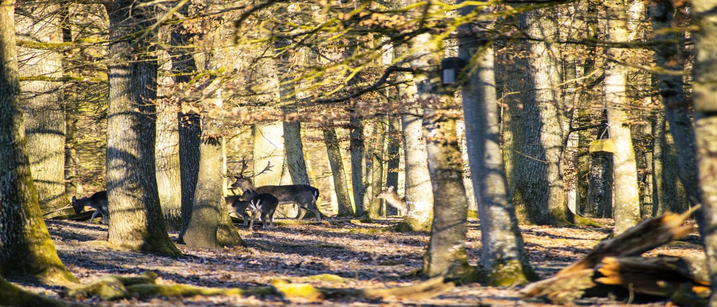 Dammhirsche stehen in einem lichten Wald, Sonnenstrahlen fallen durch die Bäume und beleuchten den Waldboden., © SMG, Sarah Schmid