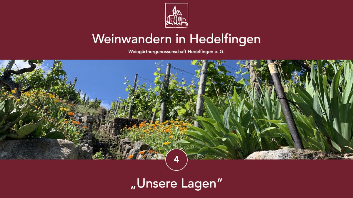 Weinberg in Hedelfingen mit blühenden Blumen und Reben unter blauem Himmel. Text: "Weinwandern in Hedelfingen", "Unsere Lagen"., © Lukas Alperowitz Weinberg in Hedelfingen mit blühenden Blumen und Reben unter blauem Himmel. Text: "Weinwandern in Hedelfingen", "Unsere Lagen"., © Lukas Alperowitz