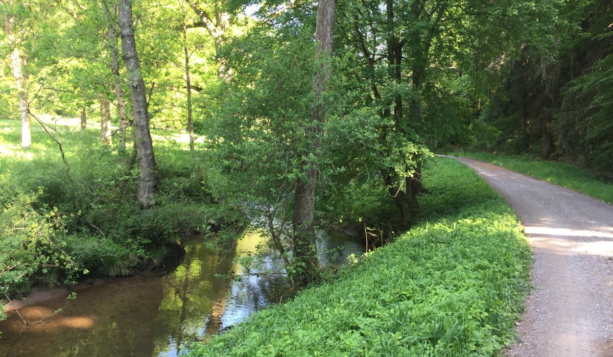Ein schmaler Bach fließt entlang eines Waldwegs, umgeben von dichtem Grün und hohen Bäumen., © www.pro-cycl.de Ein schmaler Bach fließt entlang eines Waldwegs, umgeben von dichtem Grün und hohen Bäumen., © www.pro-cycl.de