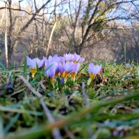 Lila Krokusse blühen im Gras, umgeben von kahlen Bäumen im Hintergrund. Die Sonne scheint durch die Äste., © SMG Lila Krokusse blühen im Gras, umgeben von kahlen Bäumen im Hintergrund. Die Sonne scheint durch die Äste., © SMG