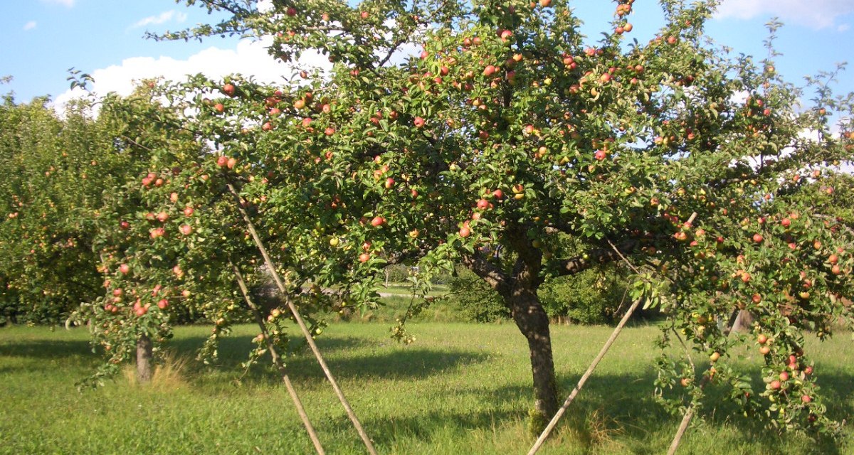 Ein Apfelbaum voller reifer Äpfel steht auf einer grünen Wiese. Der Baum wird von Holzstangen gestützt. Der Himmel ist blau mit einigen Wolken., © Natur.Nah. Schönbuch & Heckengäu Ein Apfelbaum voller reifer Äpfel steht auf einer grünen Wiese. Der Baum wird von Holzstangen gestützt. Der Himmel ist blau mit einigen Wolken., © Natur.Nah. Schönbuch & Heckengäu
