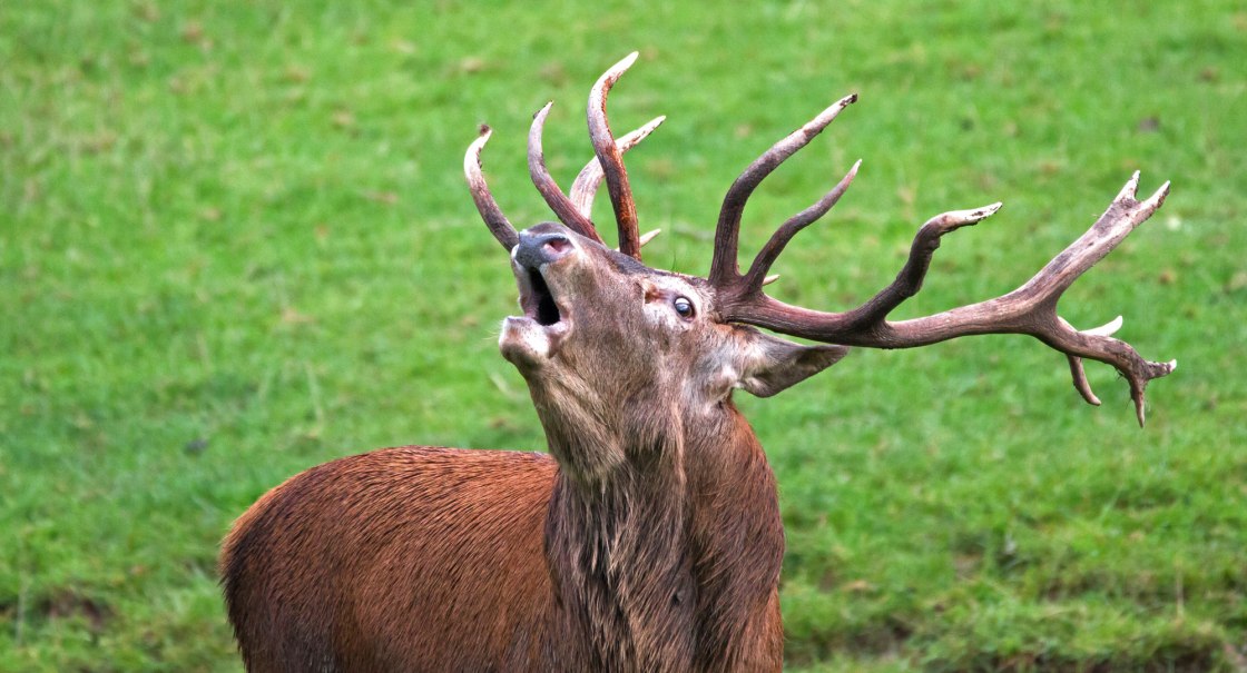 Wildparadies_Tiere_Hirsch_Brunft, © Erlebnispark Tripsdrill