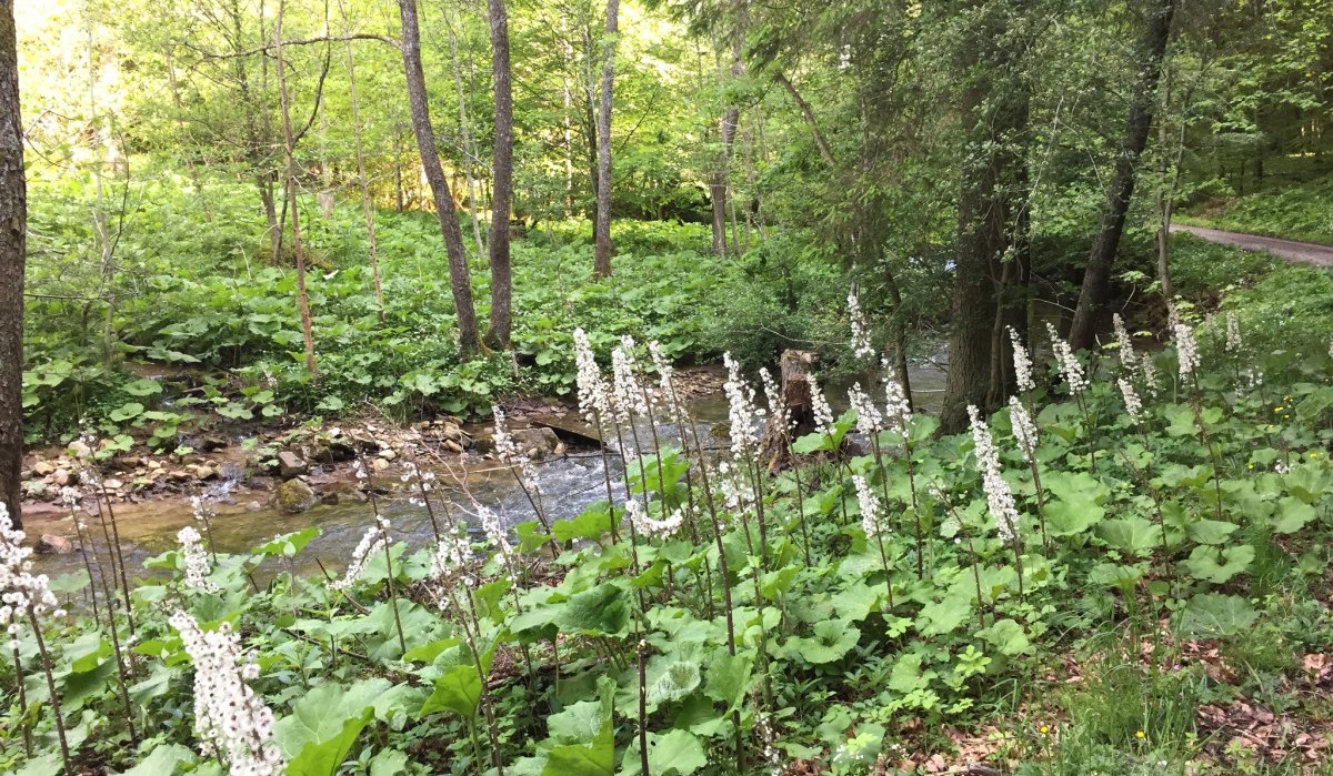 Ein Bach fließt durch einen grünen Wald mit weißen Blumen im Vordergrund. Der Weg verläuft parallel zum Bach., © www.pro-cycl.de Ein Bach fließt durch einen grünen Wald mit weißen Blumen im Vordergrund. Der Weg verläuft parallel zum Bach., © www.pro-cycl.de