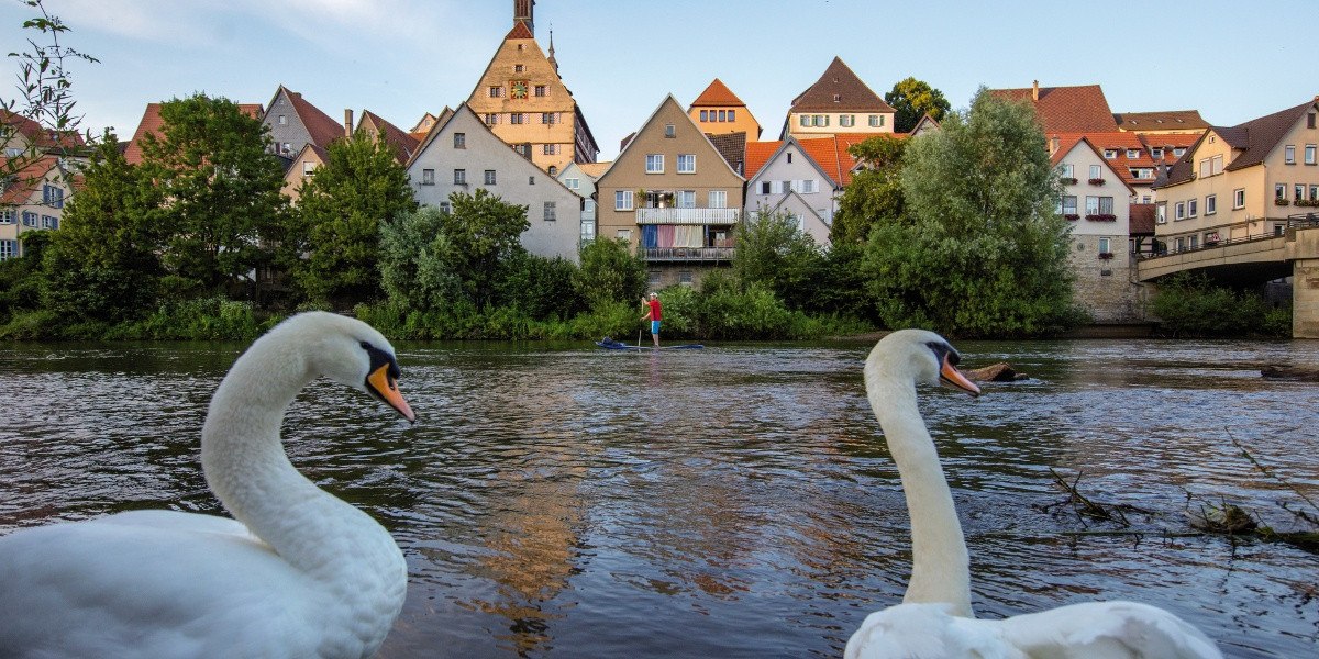 Zwei Schwäne schwimmen im Fluss vor einer Kulisse von Fachwerkhäusern in Besigheim. Eine Person paddelt im Hintergrund., © Stuttgart-Marketing GmbH Zwei Schwäne schwimmen im Fluss vor einer Kulisse von Fachwerkhäusern in Besigheim. Eine Person paddelt im Hintergrund., © Stuttgart-Marketing GmbH