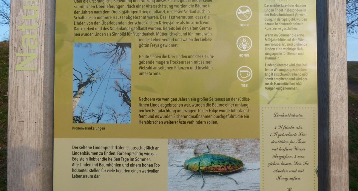 Info-Tafel 'Drei Linden' erklärt die historische und ökologische Bedeutung der Lindenbäume in Schaffhausen. Enthält Bilder und Text über Flora und Fauna., © Natur.Nah. Schönbuch & Heckengäu Info-Tafel 'Drei Linden' erklärt die historische und ökologische Bedeutung der Lindenbäume in Schaffhausen. Enthält Bilder und Text über Flora und Fauna., © Natur.Nah. Schönbuch & Heckengäu