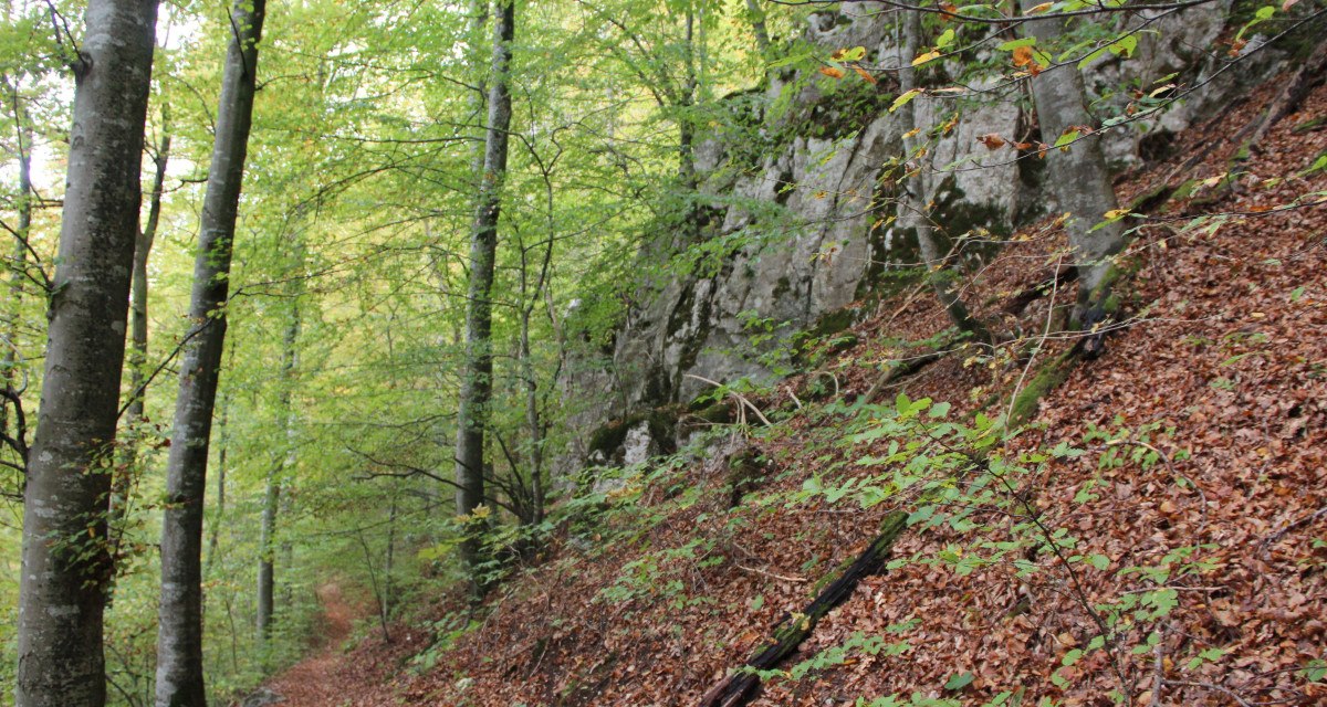 Ein schmaler Waldweg führt durch einen herbstlichen Wald mit Laub am Boden und Felsen an der Seite., © Bad Urach Tourismus Ein schmaler Waldweg führt durch einen herbstlichen Wald mit Laub am Boden und Felsen an der Seite., © Bad Urach Tourismus