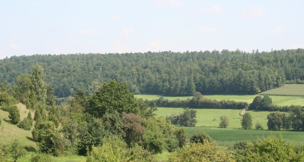 Grüne Wiesen und Bäume vor einem dichten Wald unter blauem Himmel., © Natur.Nah. Schönbuch & Heckengäu Grüne Wiesen und Bäume vor einem dichten Wald unter blauem Himmel., © Natur.Nah. Schönbuch & Heckengäu