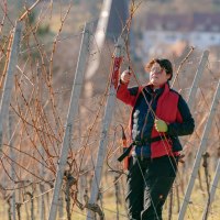 Eine Person schneidet Reben in einem Weinberg. Sie trägt eine rote Jacke und benutzt eine Schere. Die Reben sind kahl und in Reihen angeordnet., © SMG, Thomas Niedermüller